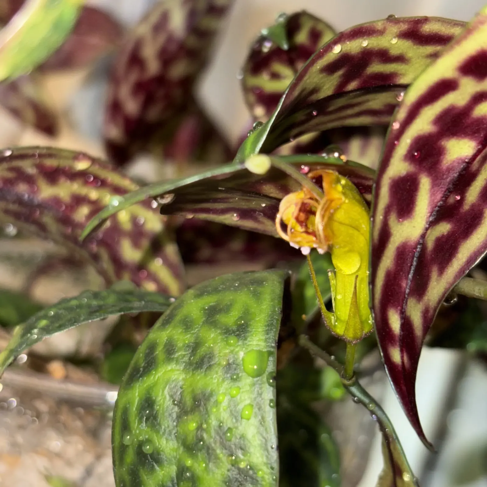 エスキナンサス マルモラタス 開花