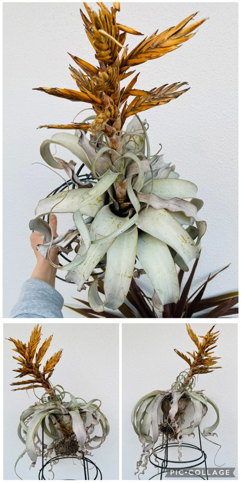 ティランジア　キセログラフィカ　枯れてゆく姿