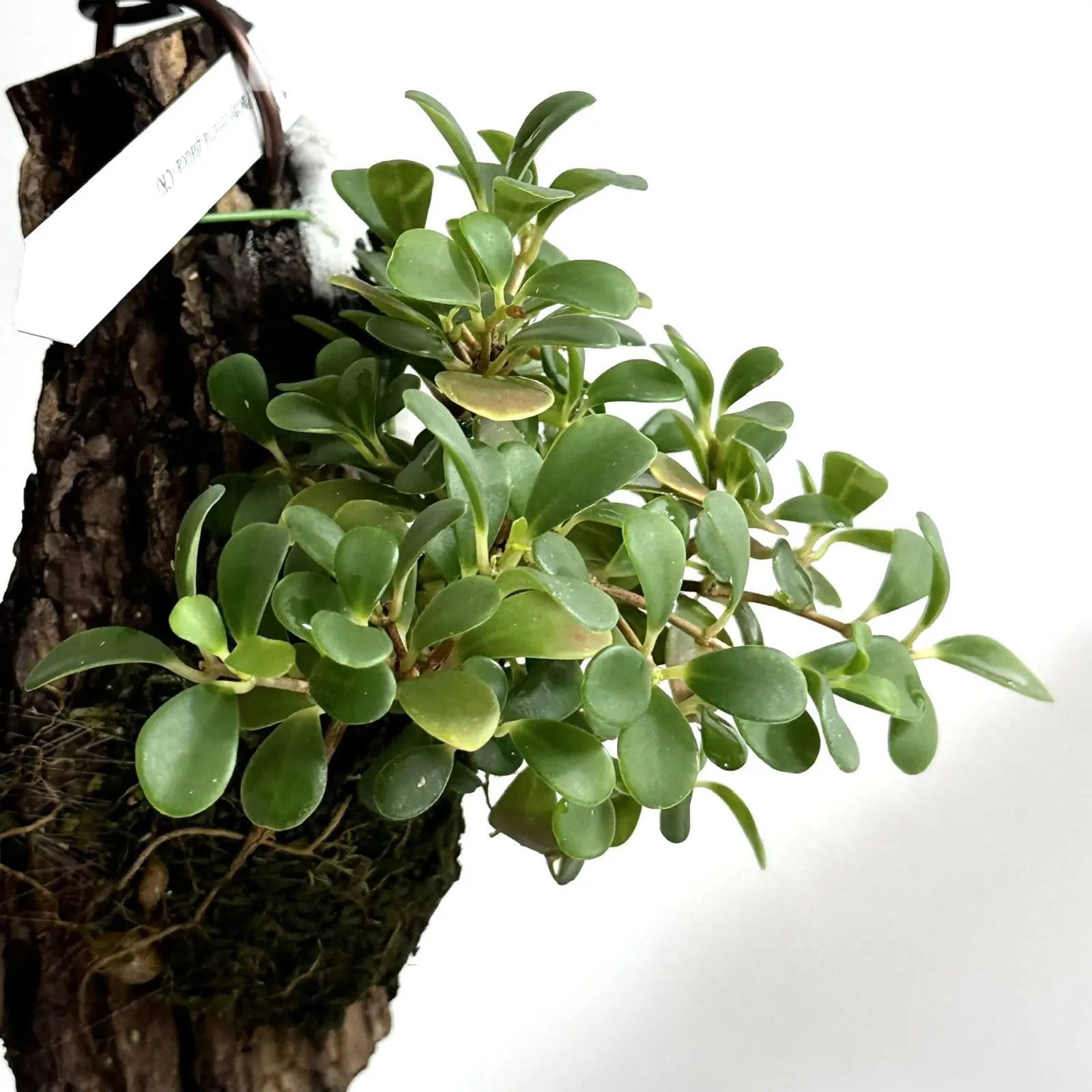 パキセントリア　グラウカ