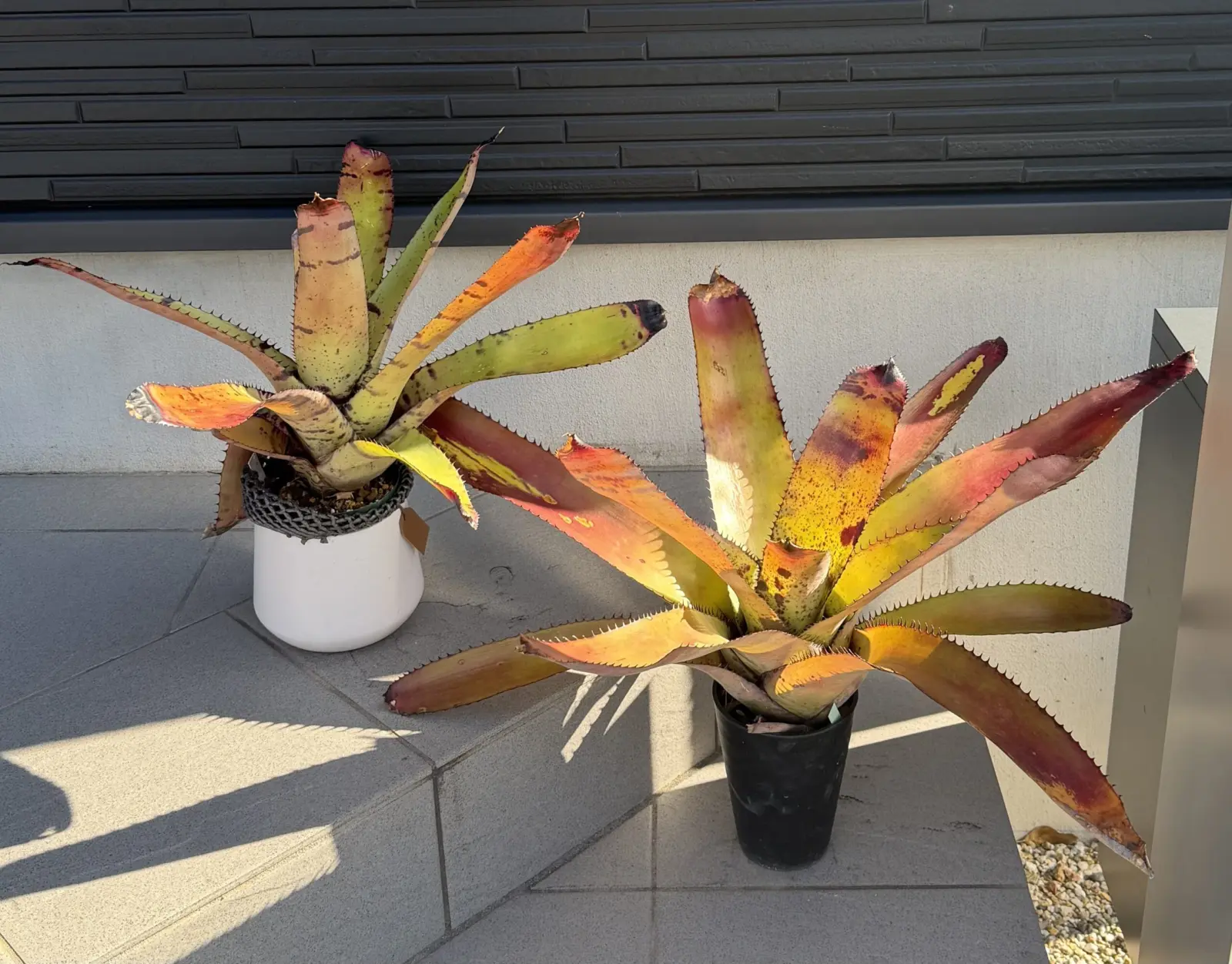 ネオレゲリア カルカロドン