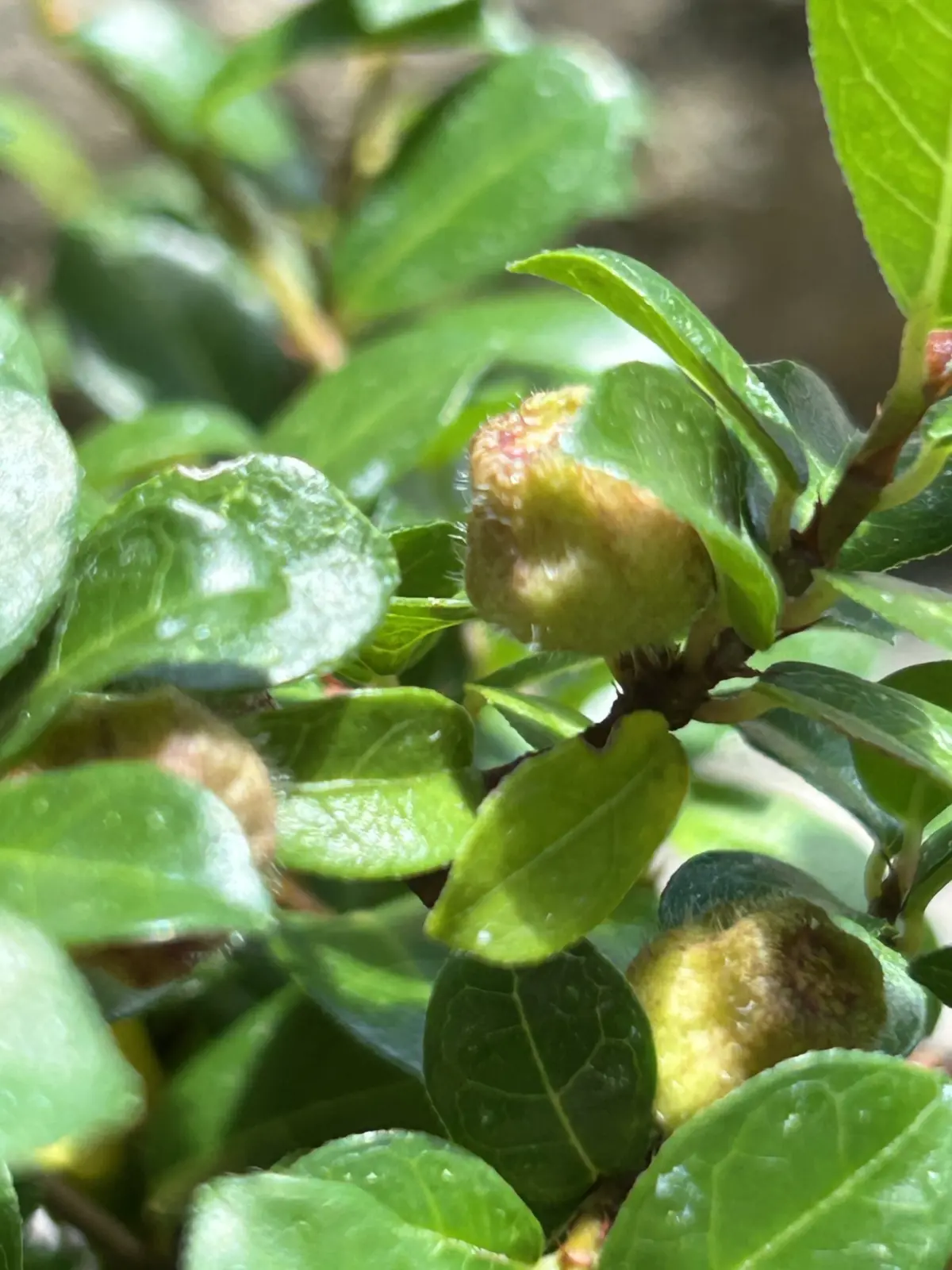 フィカス　シャングリラ　実