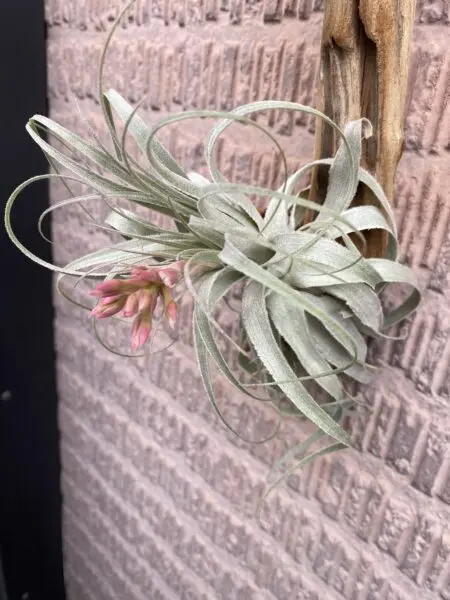 ティランジア　ガルドゥネリ　花