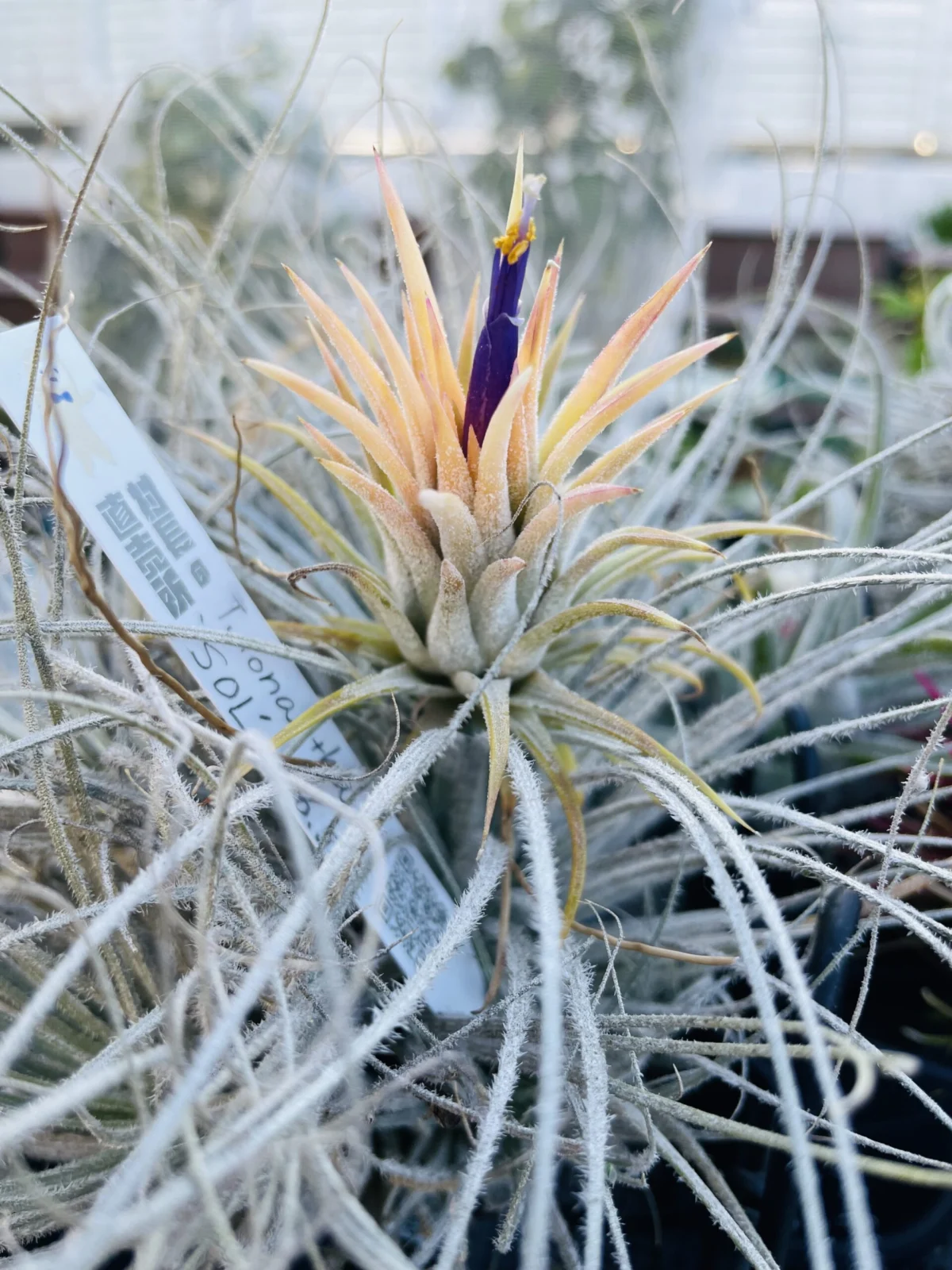 ティランジア　ソル　花