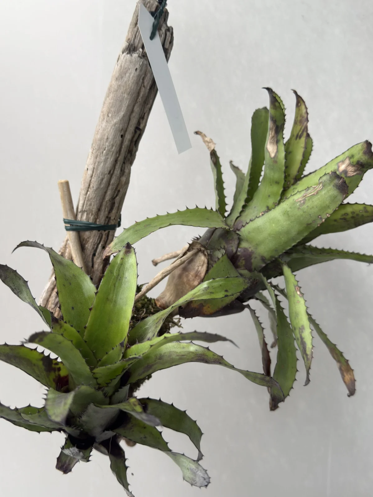 カニストラム – Plants Navi