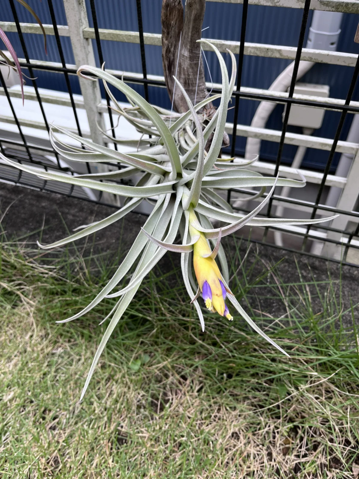 ティランジア ハリシー 花