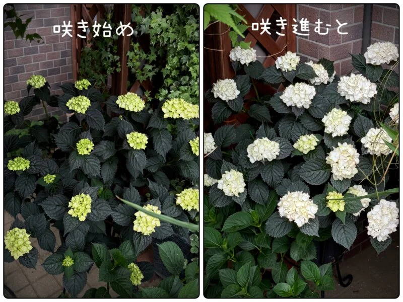 アジサイ　ライトマイファイヤー