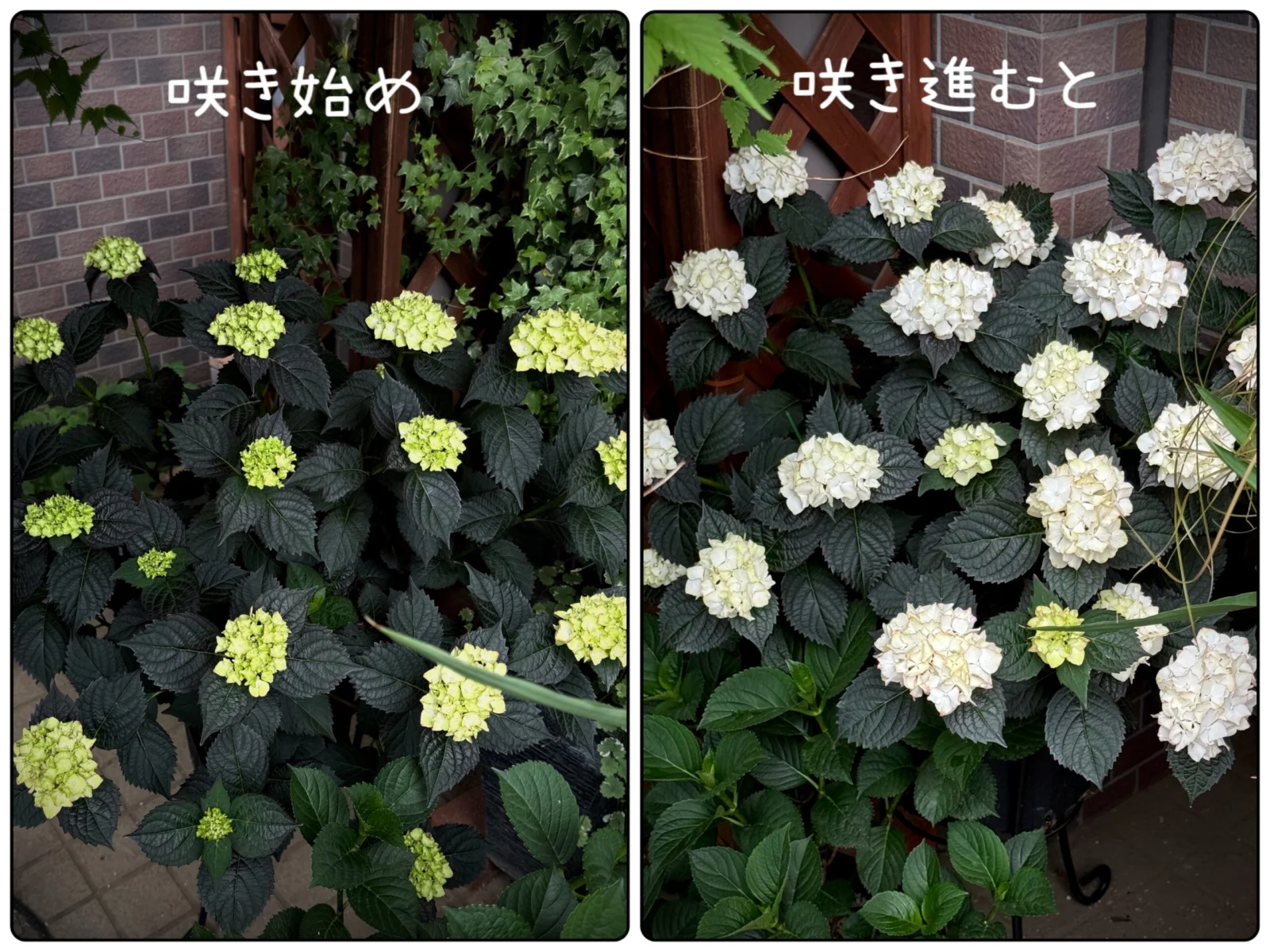 アジサイ　ライトマイファイヤー