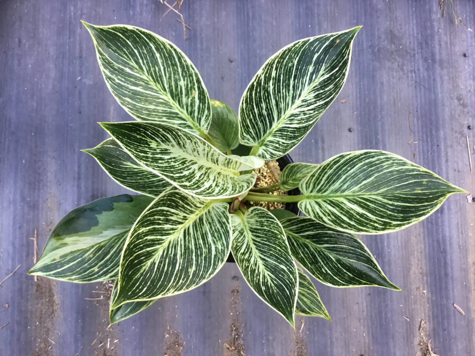 フィロデンドロン　バーキン