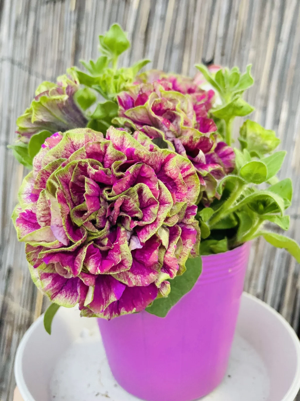 ペチュニア　湘南ヴェルデ　ルビーノ