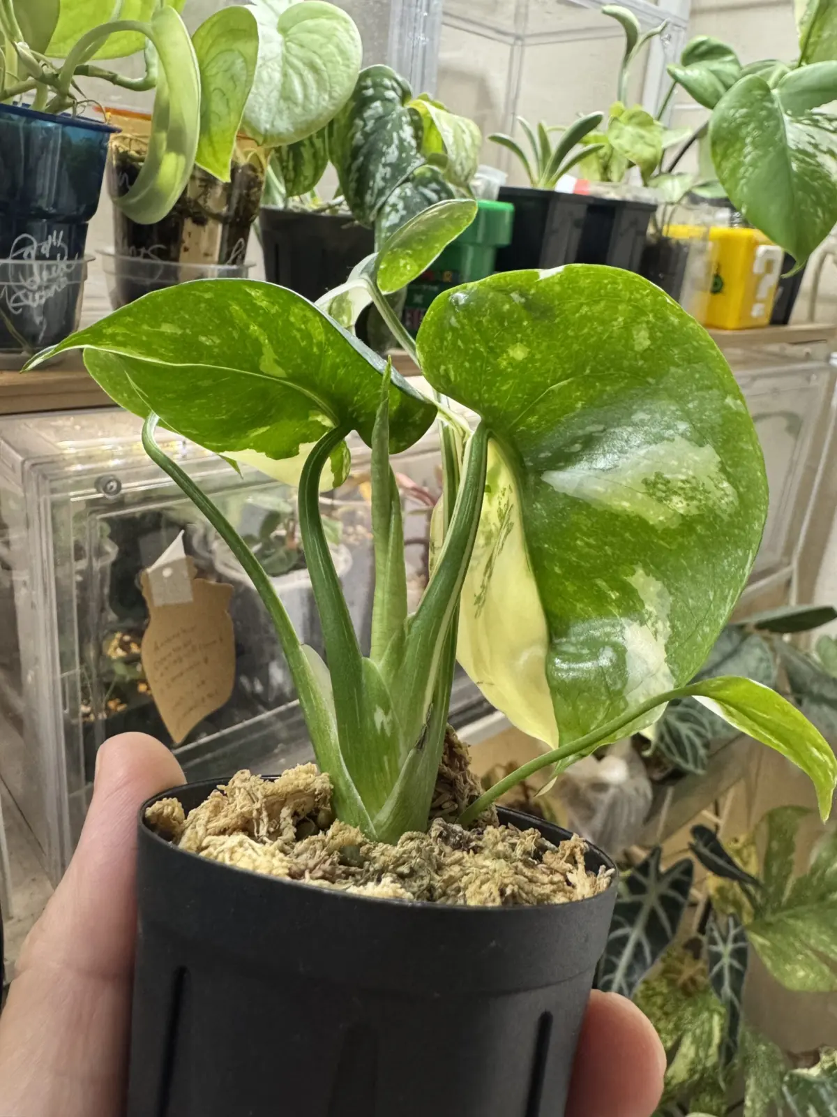 モンステラ　デリシオーサ　タイコンステレーション