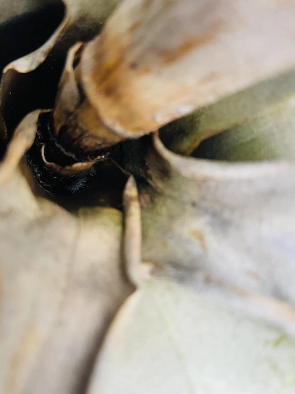 ティランジア　キセログラフィカ