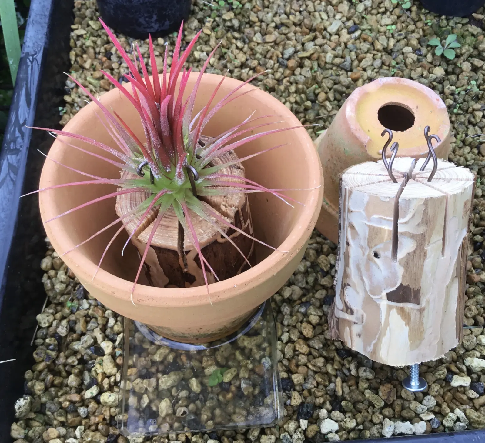 ティランジア　イオナンタ　フエゴ　レッドジャイアント