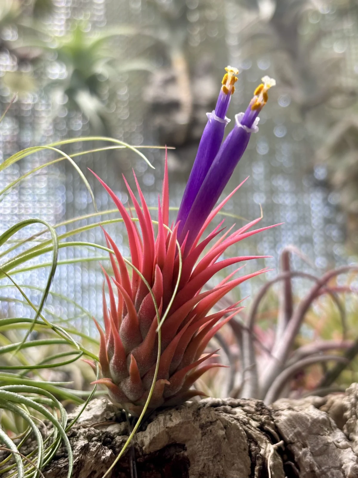 ティランジア イオナンタ ロシータ 開花