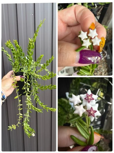 ホヤ　エングリアナ　花