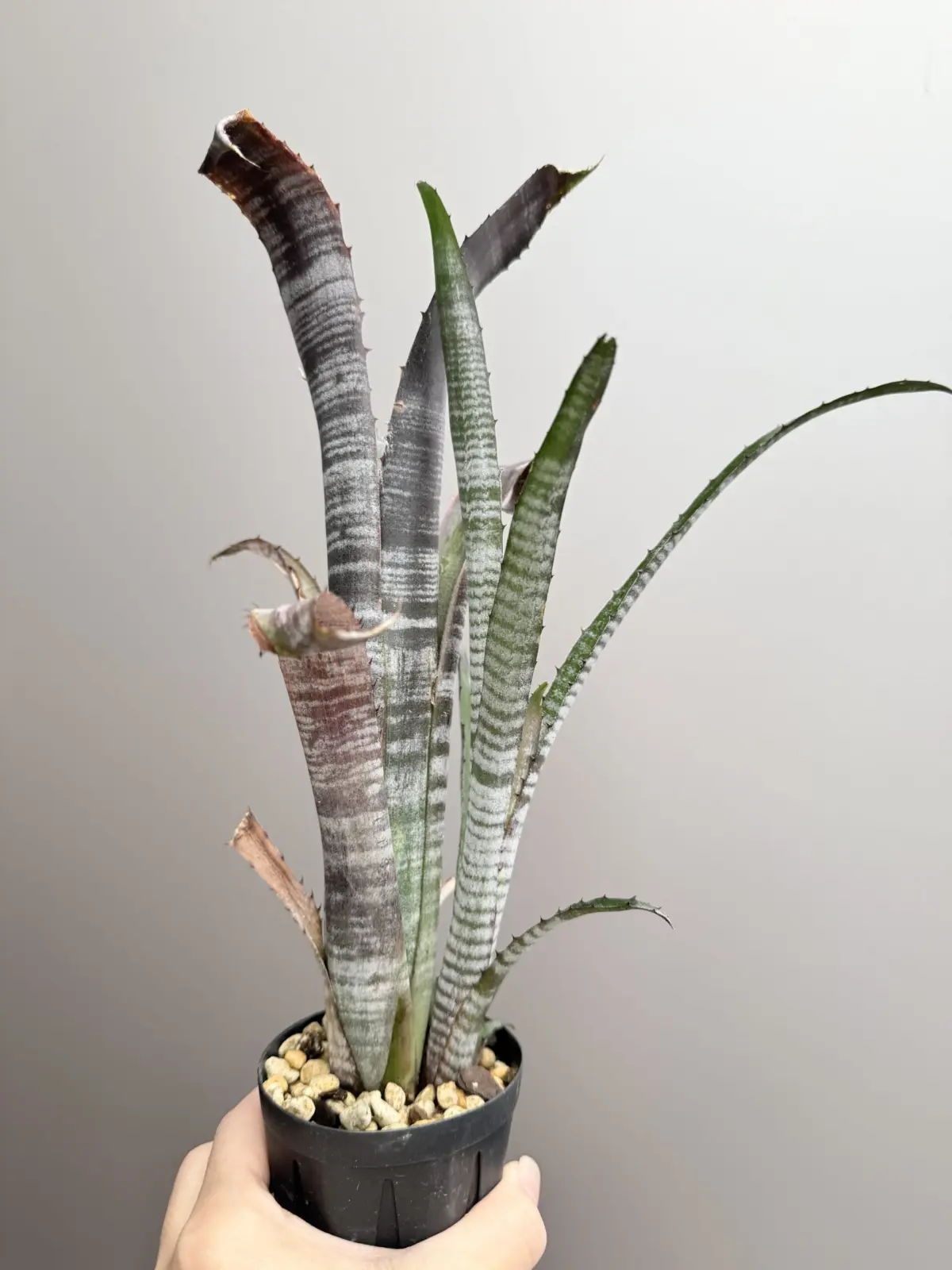 ビルベルギア　パイプライン