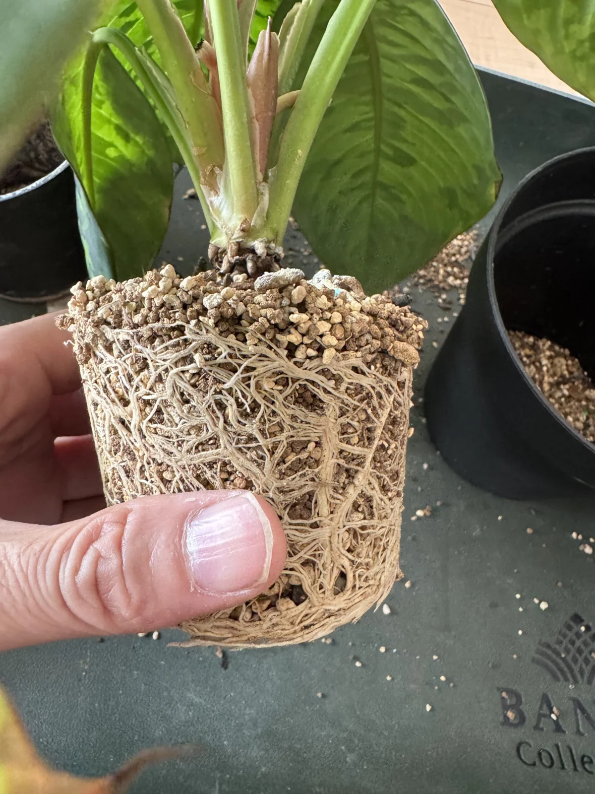 ホマロメナ　カモフラージュ　根