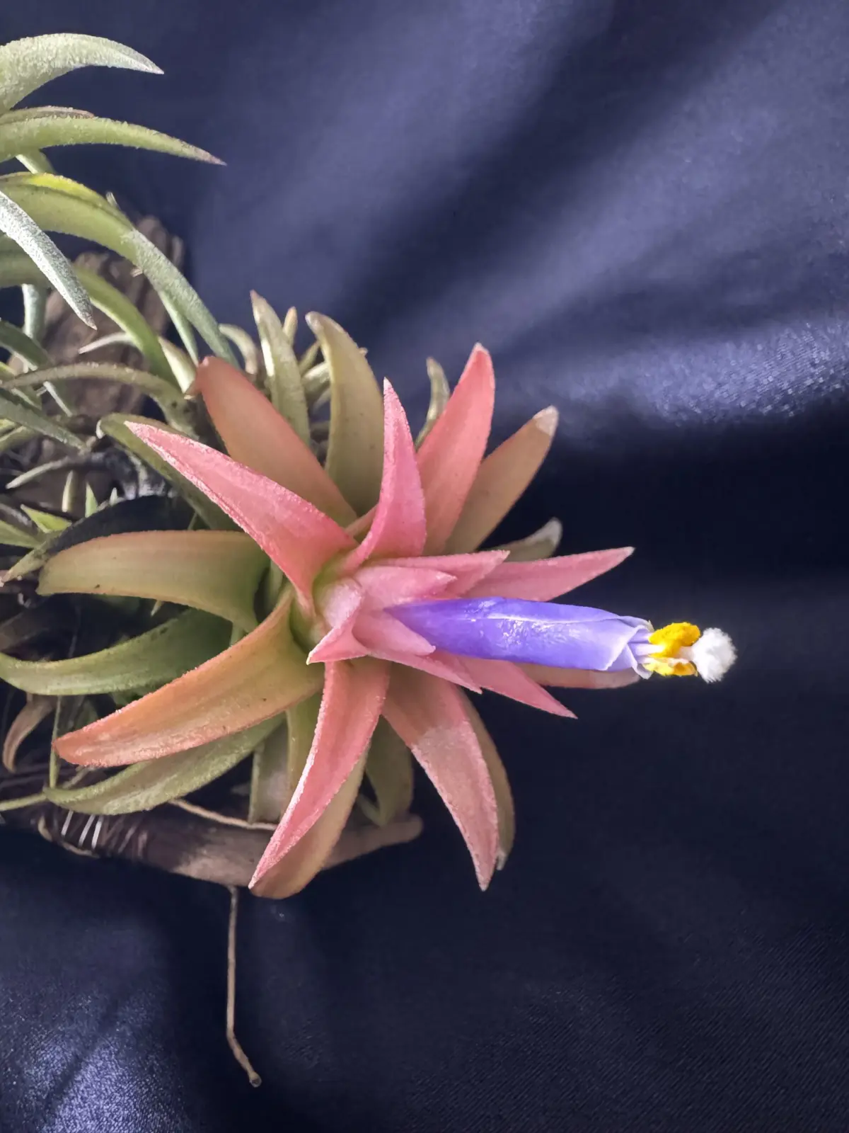 ティランジア　イオナンタ　バンハイニンギー　花