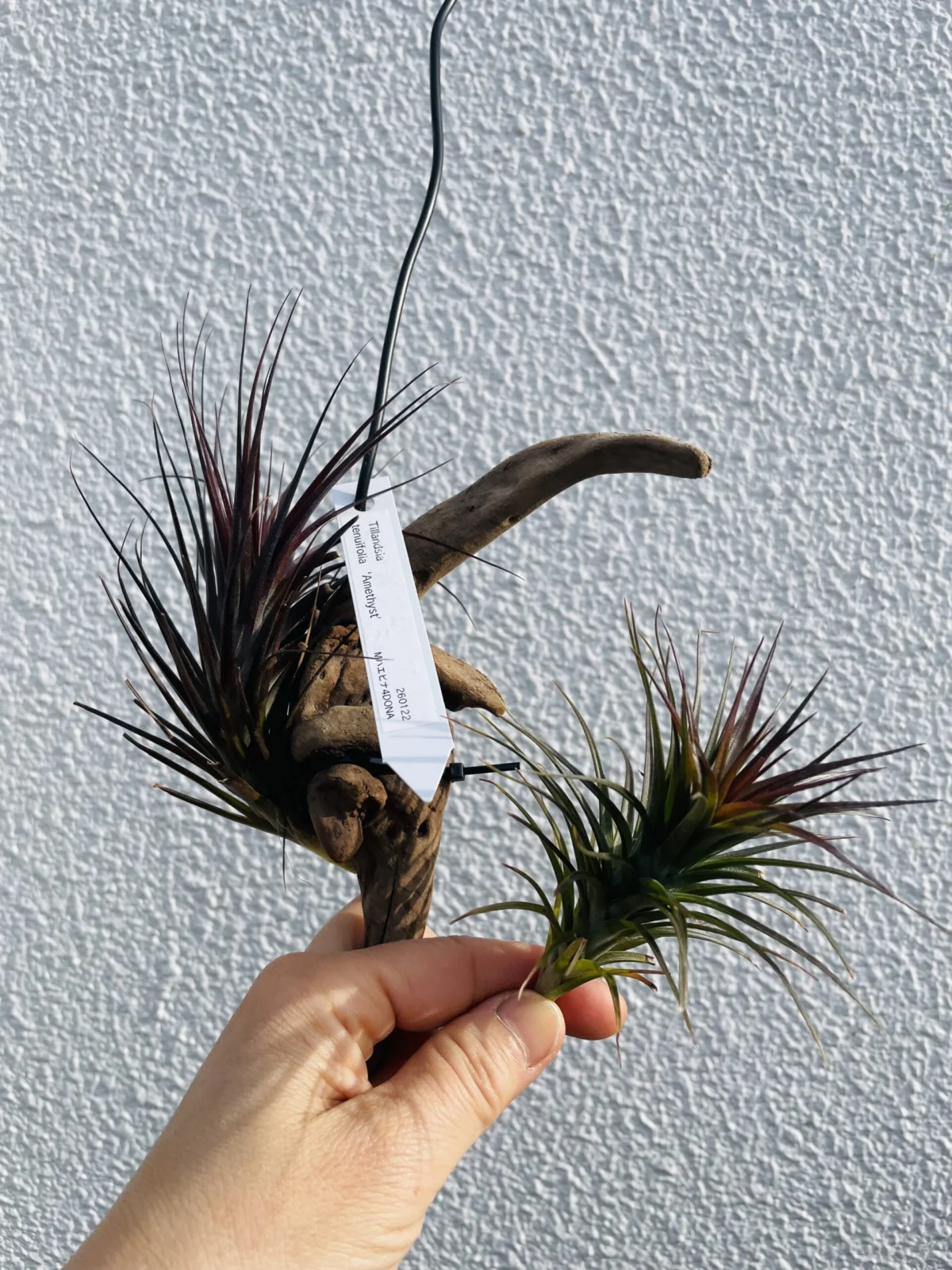 ティランジア　テヌイフォリア　比較