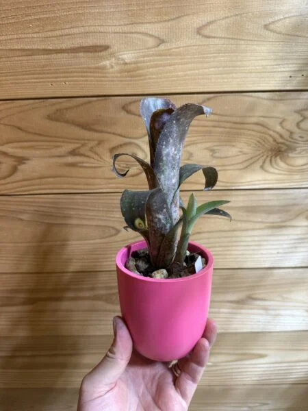ビルベルギア　テキーラサンセット