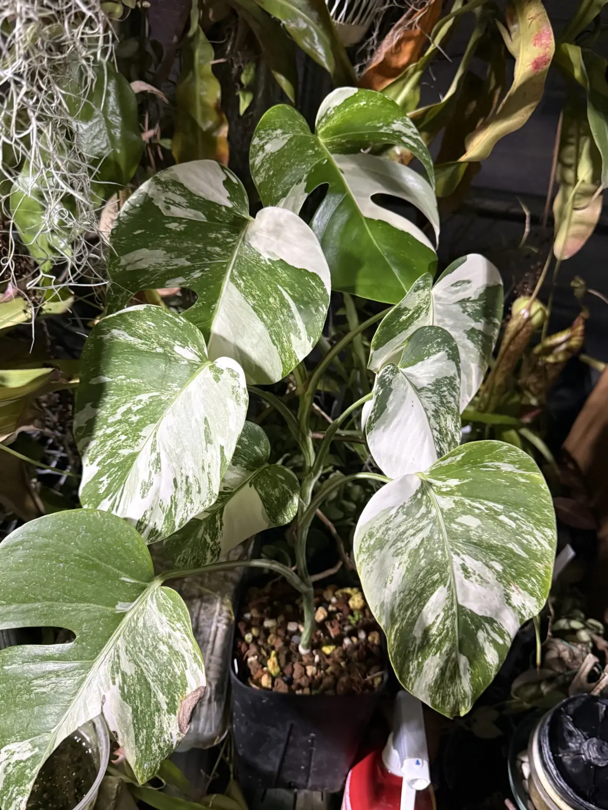 モンステラ ボルシギアナ