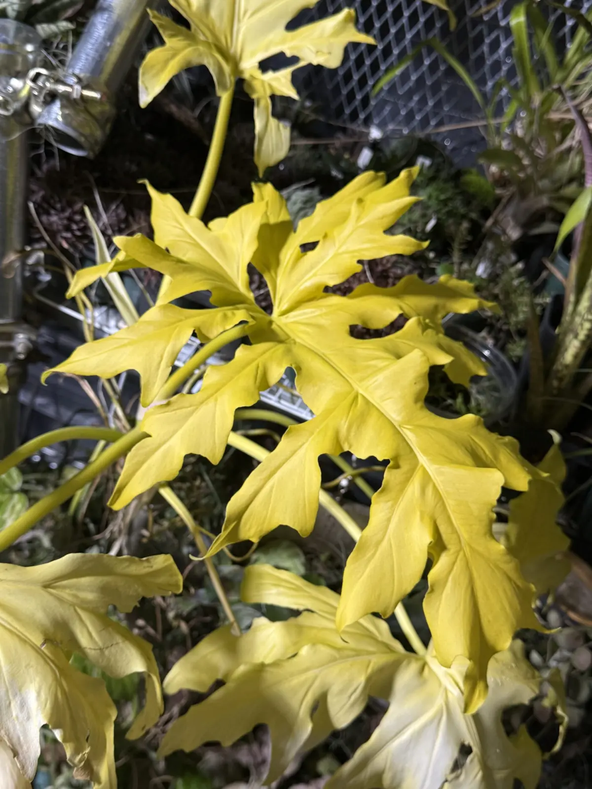 フィロデンドロン　ワルセヴィクシー　フラバム