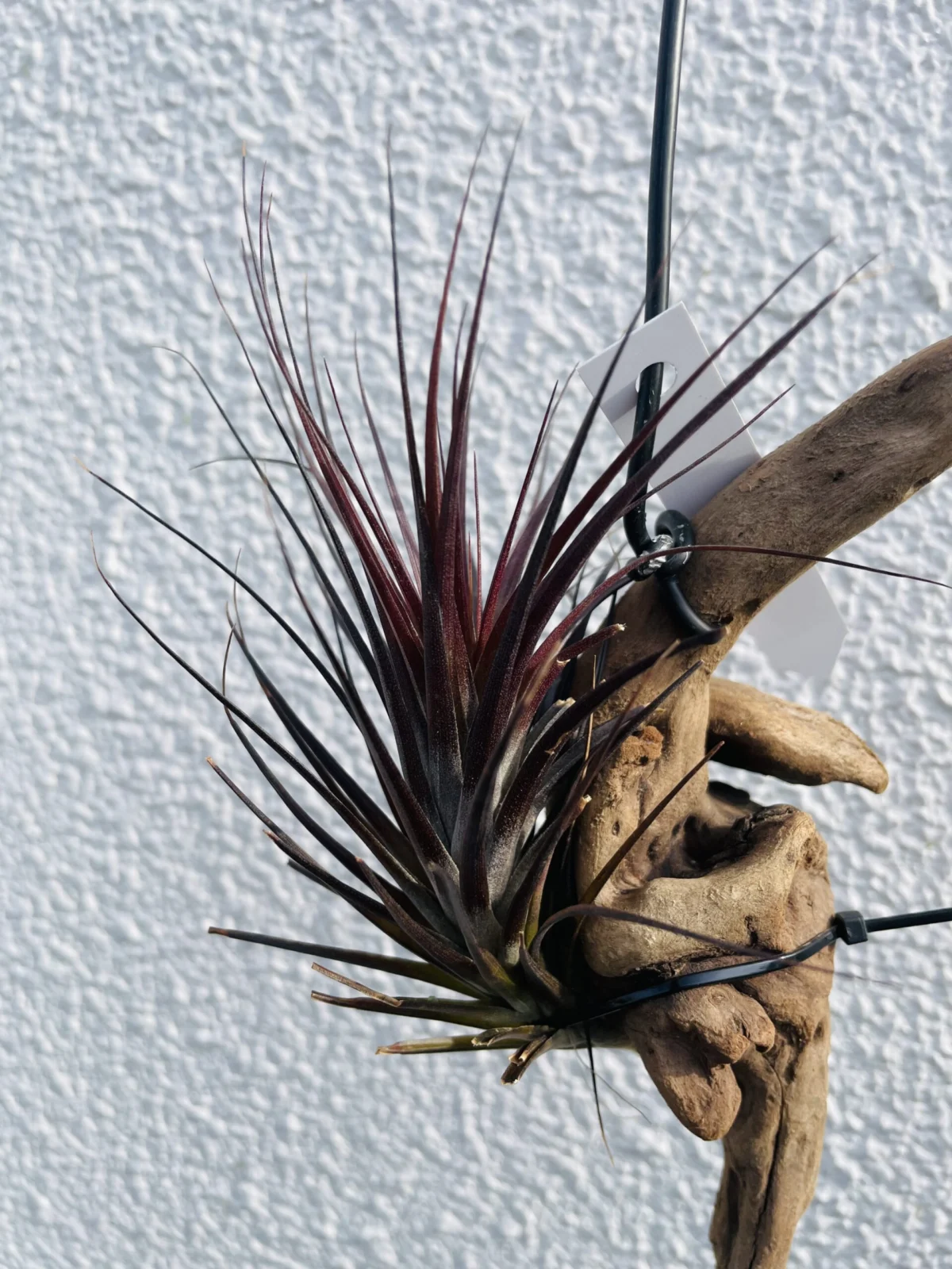 ティランジア　テヌイフォリア　アメジスト