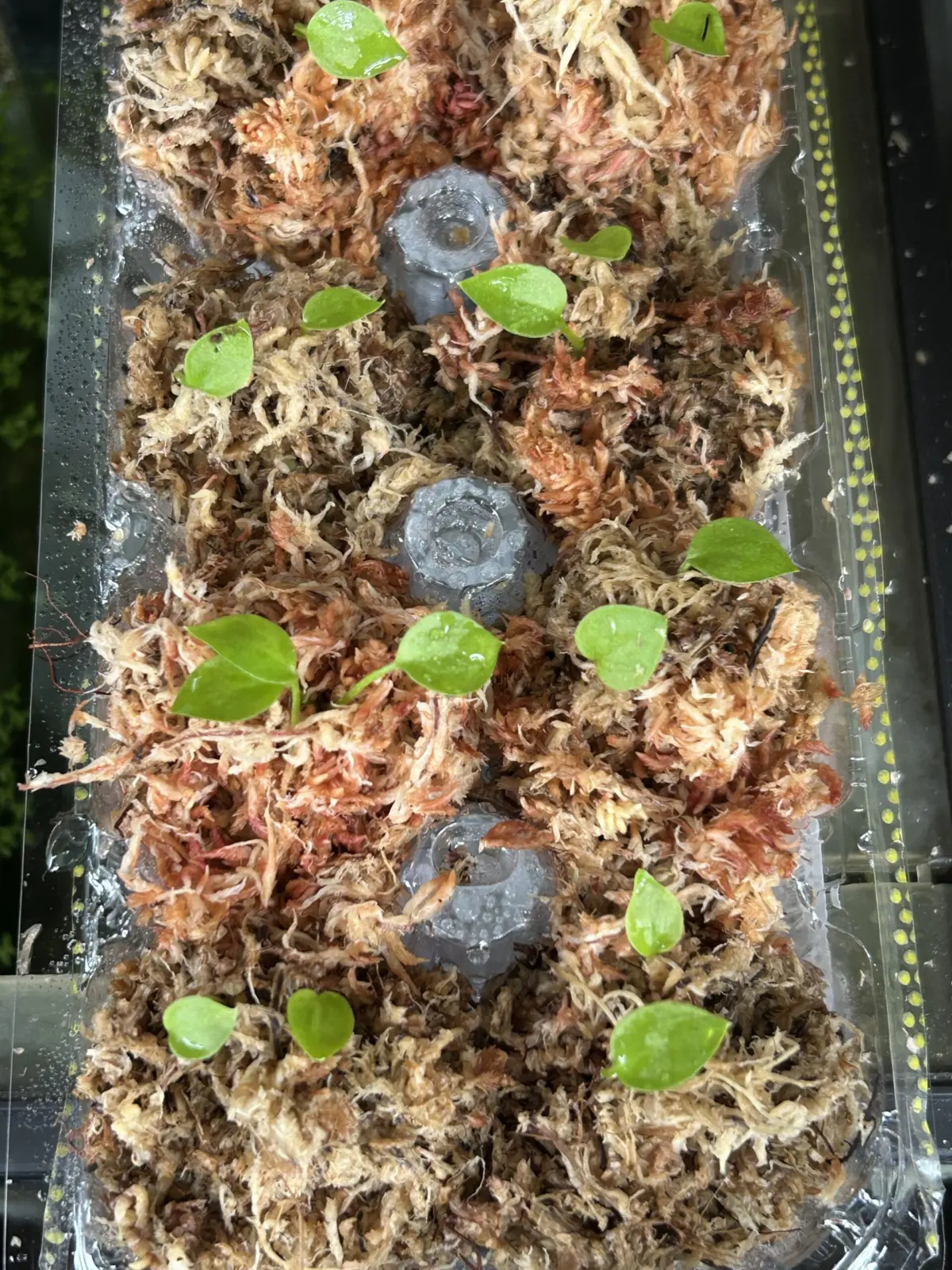 アンスリウム　グラシレ　種まき　苗