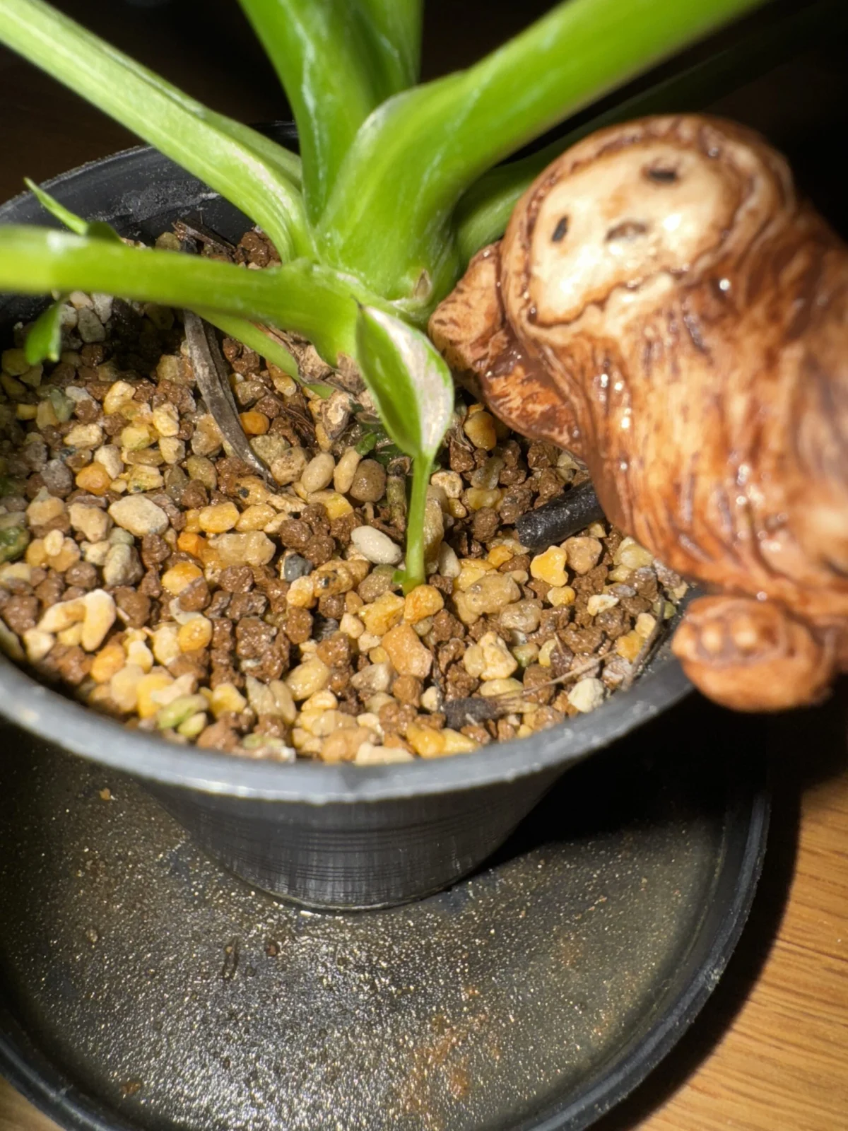 スパティフィラム　斑入り