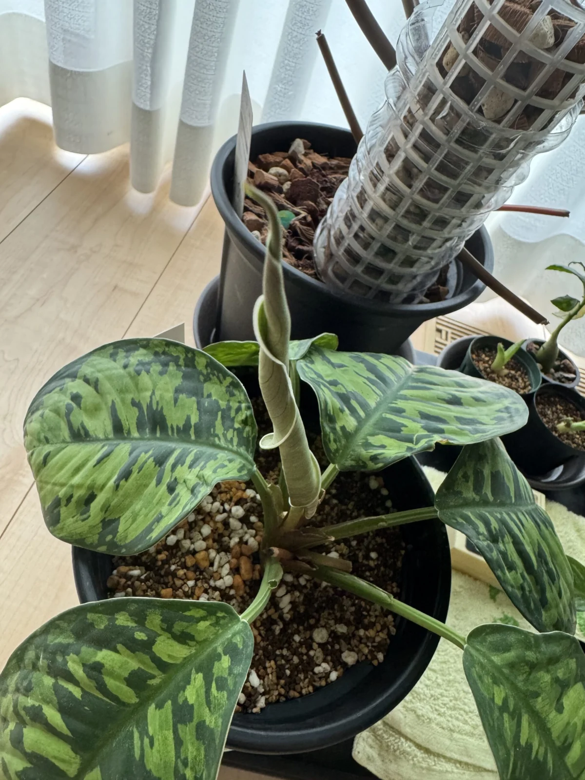 ホマロメナ　カモフラージュ　鉢増し