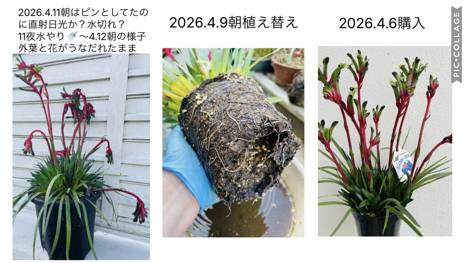 オージープランツ　カンガルーポー　レッドアンドグリーン　植替え失敗