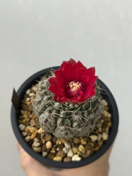 サボテン ギムノカリキウム 緋花玉