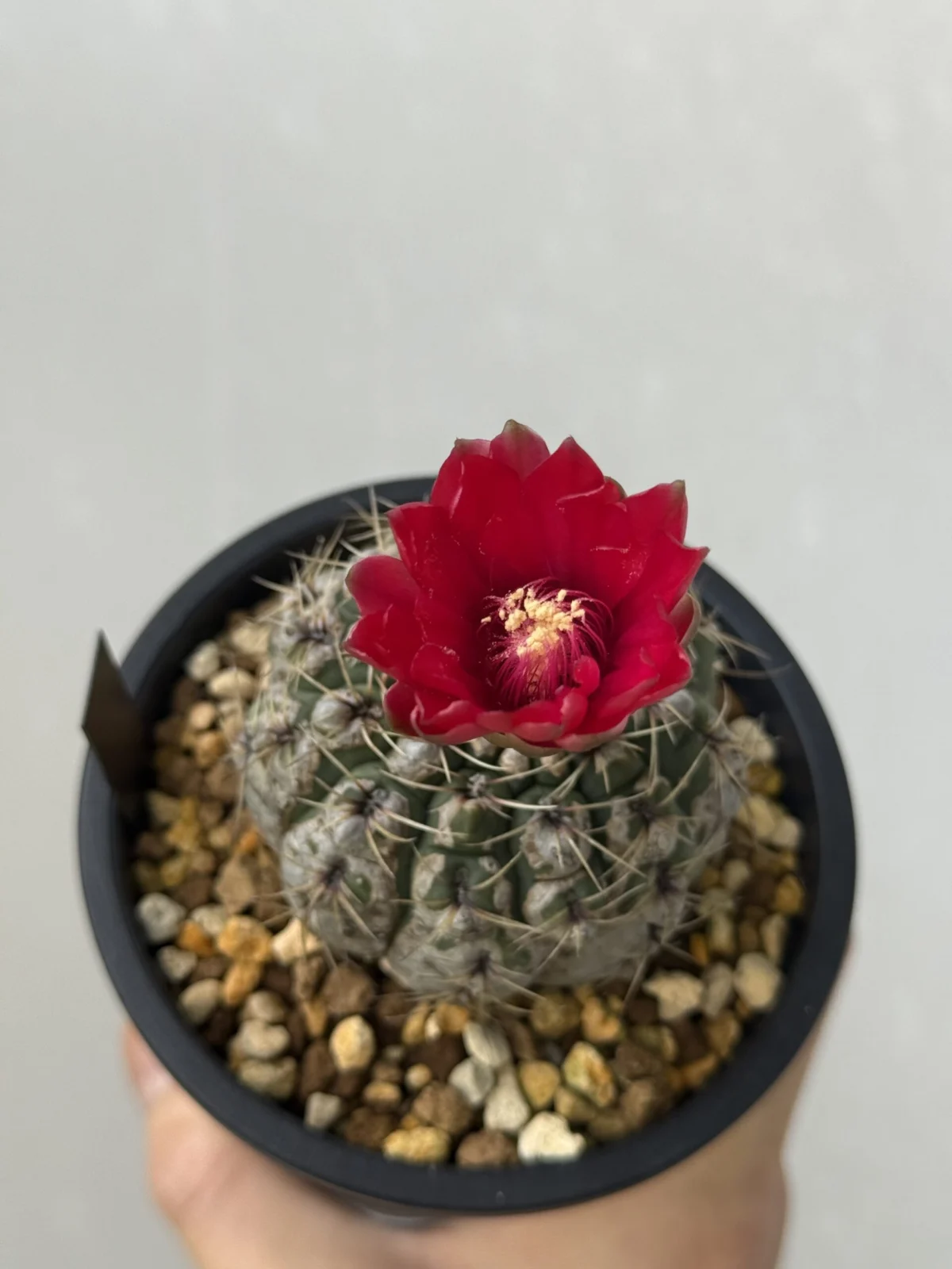 サボテン ギムノカリキウム 緋花玉