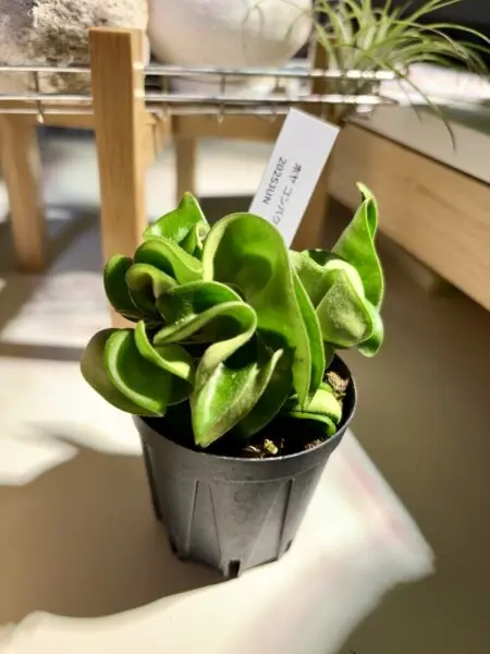 ホヤ カルノーサ コンパクタ 村長の直売所