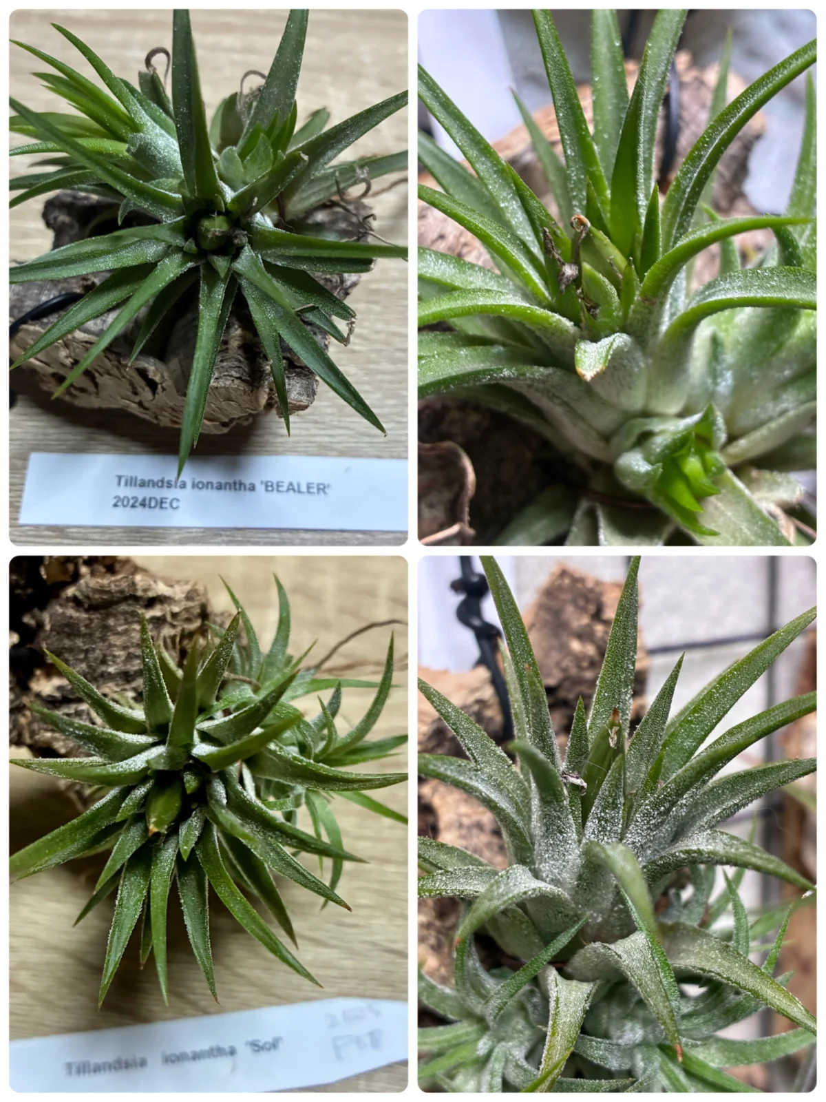 ティランジア　イオナンタビーラー　イオナンタソル　シードポット