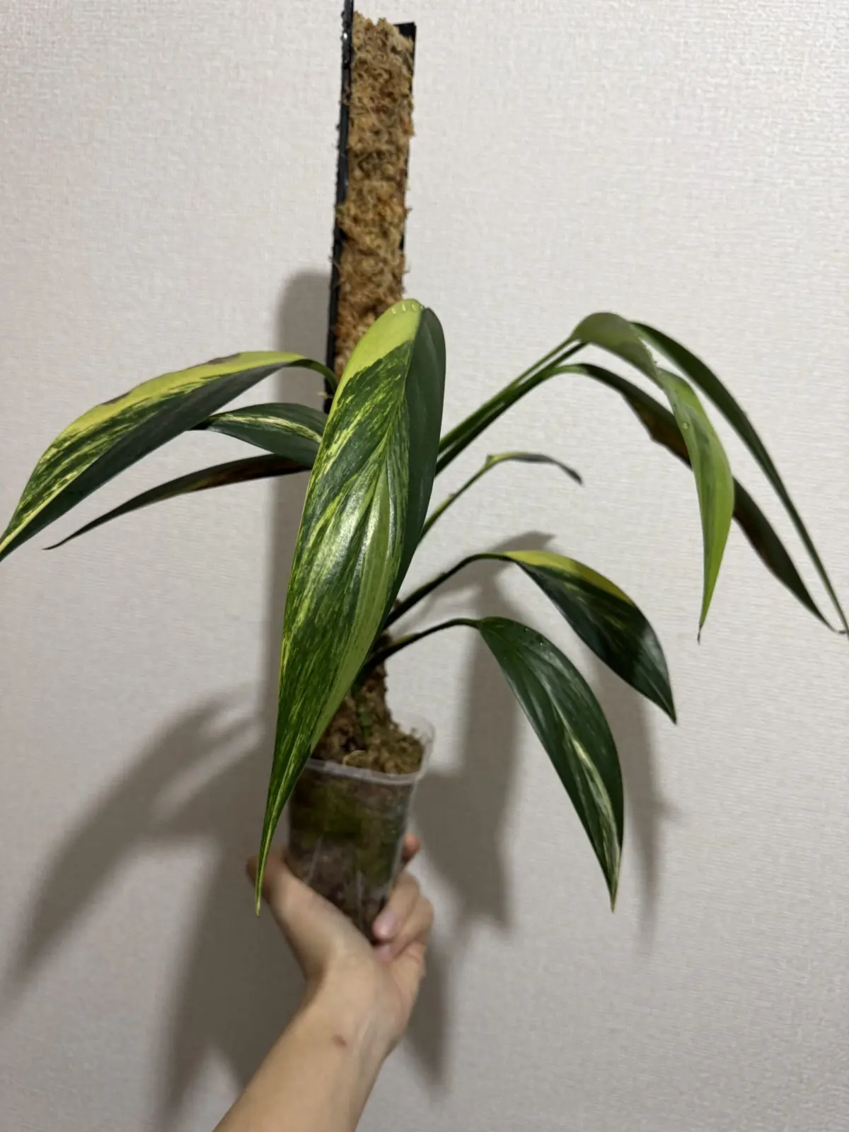 エピプレムナム　アンプリッシマム　斑入り