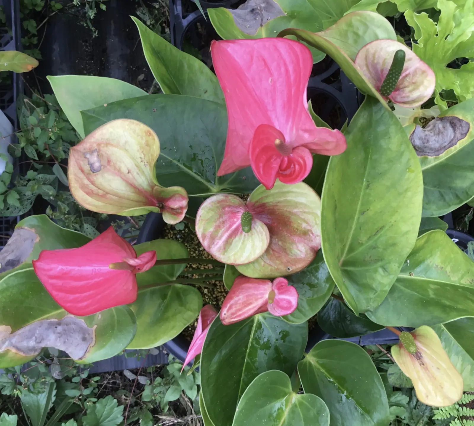 アンスリウム　ピンクチャンピョン