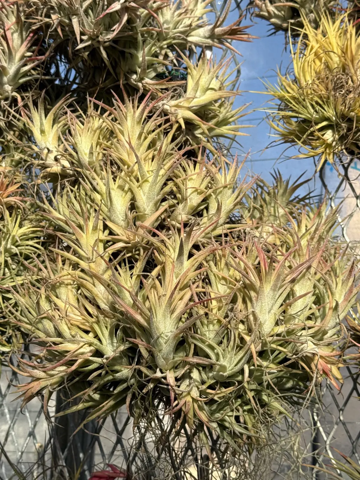 ティランジア イオナンタ バー バンハイニンギー