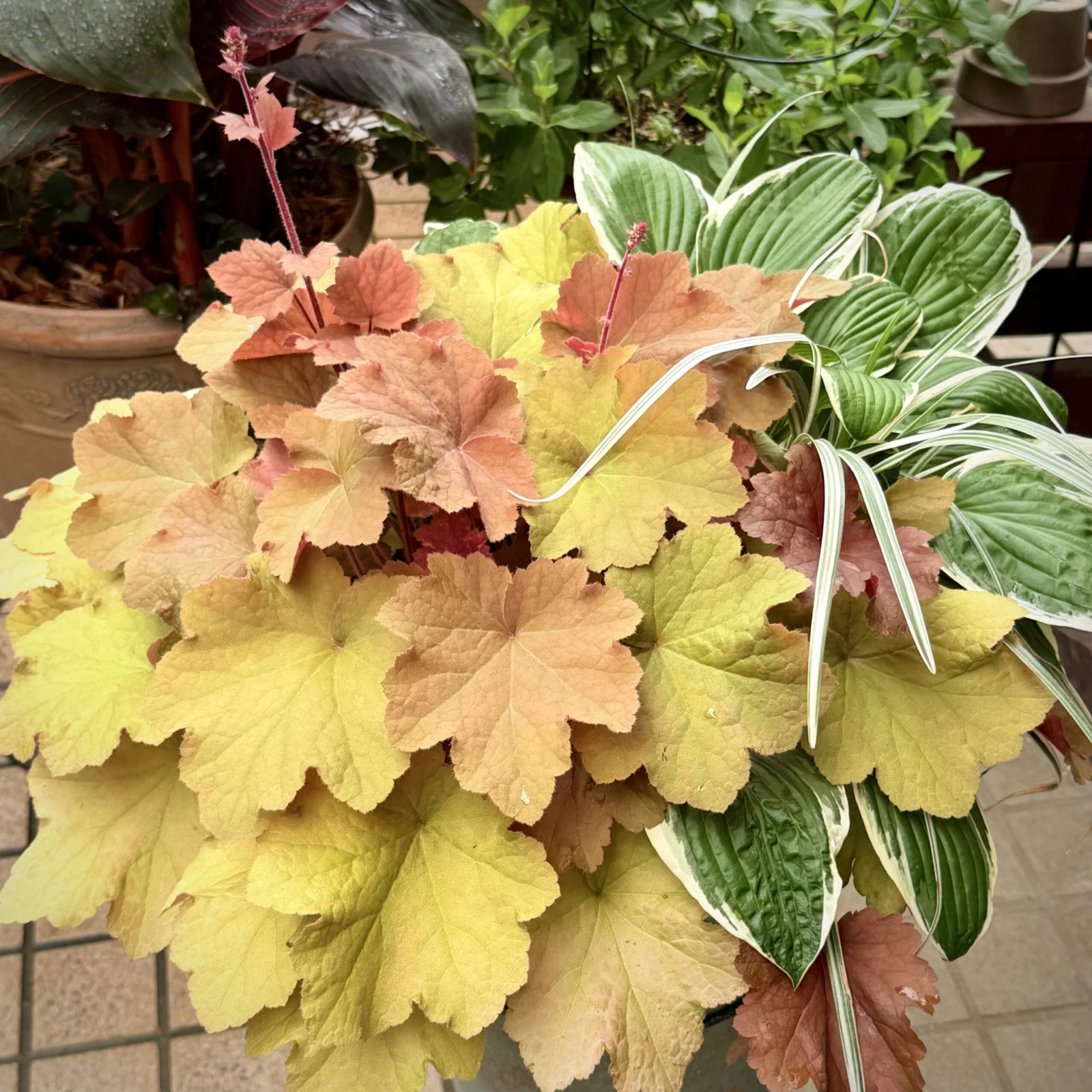 ヒューケラ　ホスタ　ヤブラン　寄せ植え