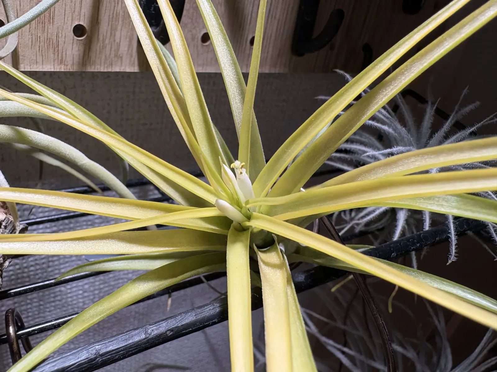 ティランジア　ブラキカウロス　サングロウ