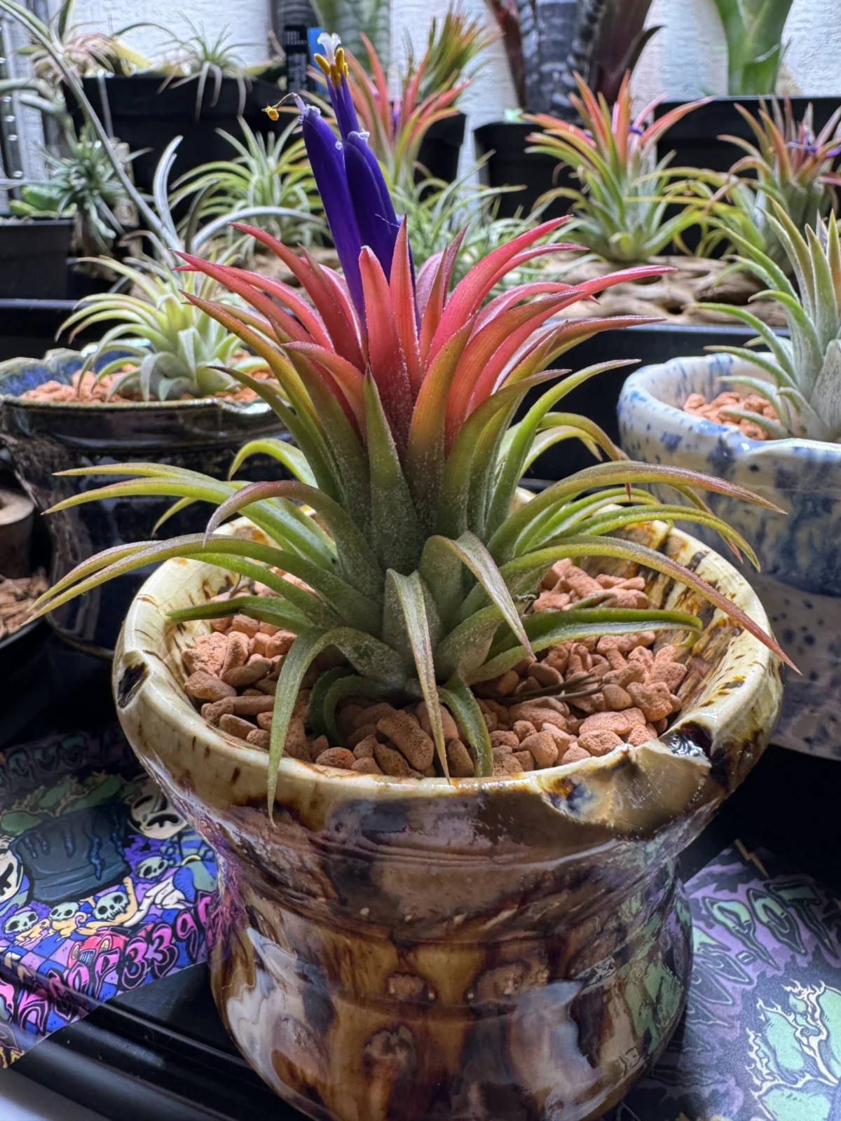 イオナンタ　ファンテイン