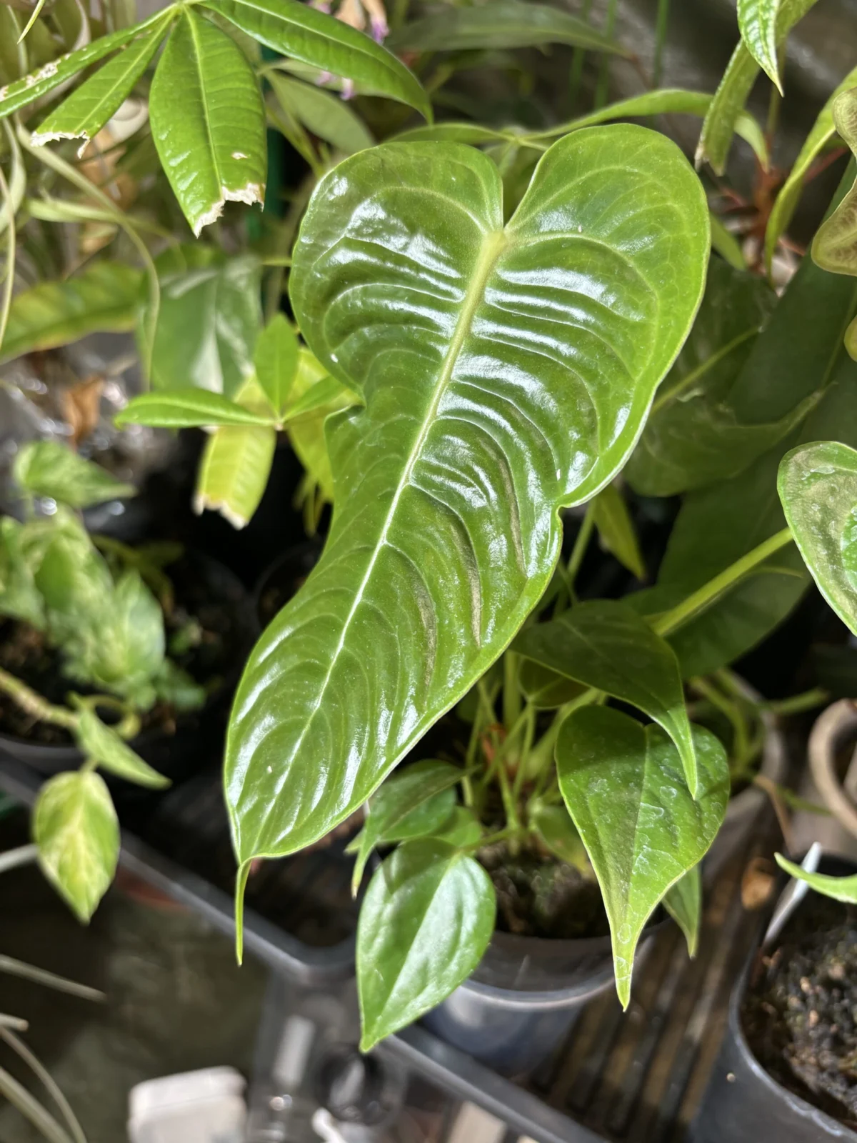 アンスリウム ベイチー