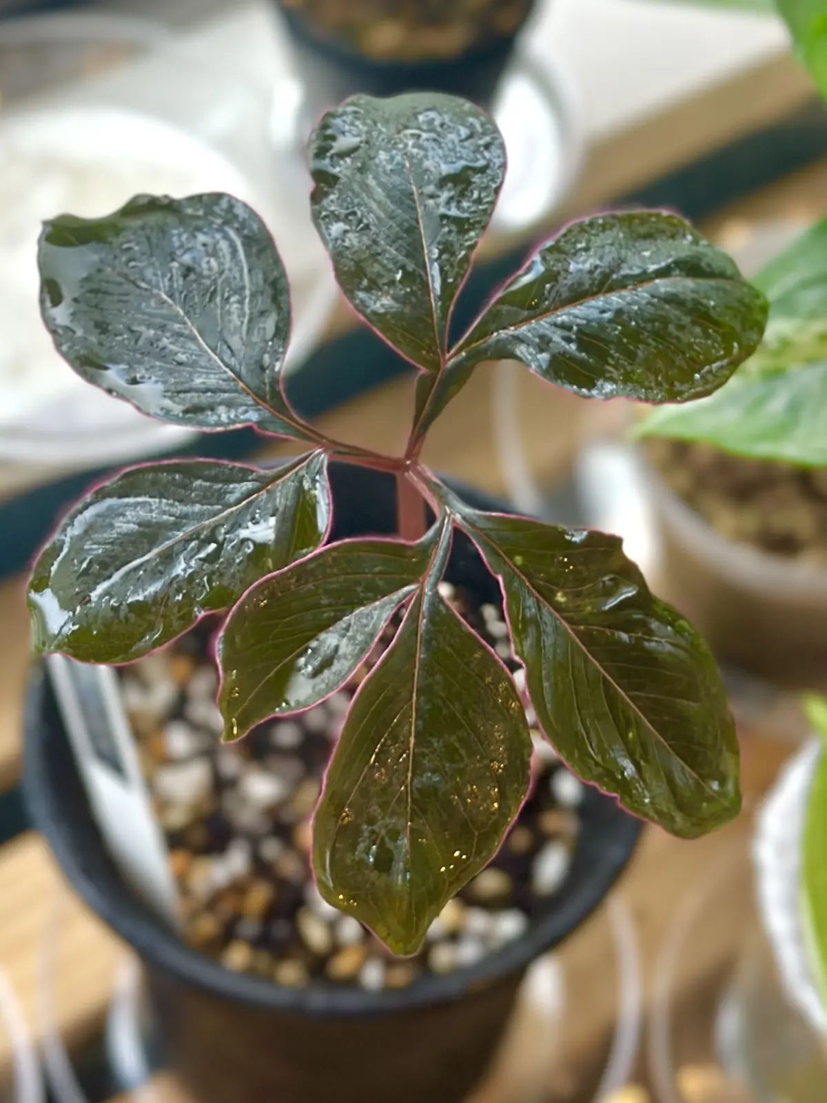 アモルフォファルス アトロビリディス