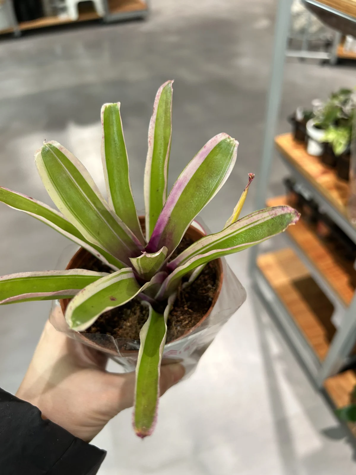 ネオレゲリア　ファイヤーボール