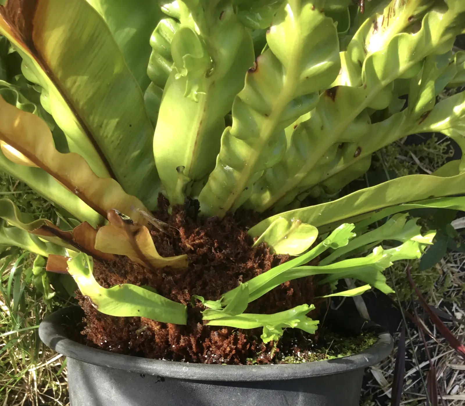 アスプレニウム　レズリー