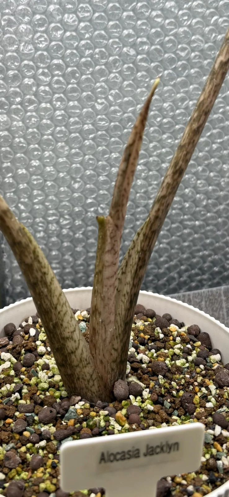 アロカシア　ジャックリン