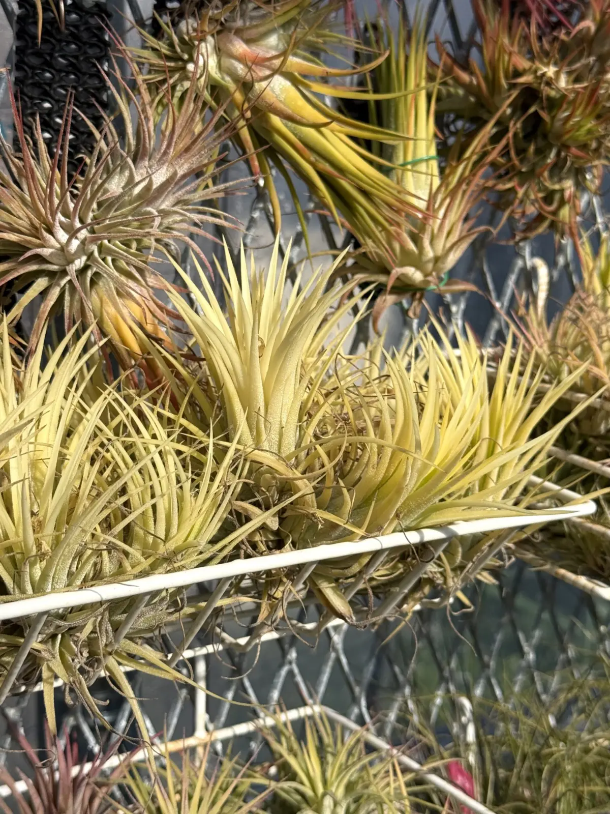 ティランジア イオナンタ ‘ドルイド’