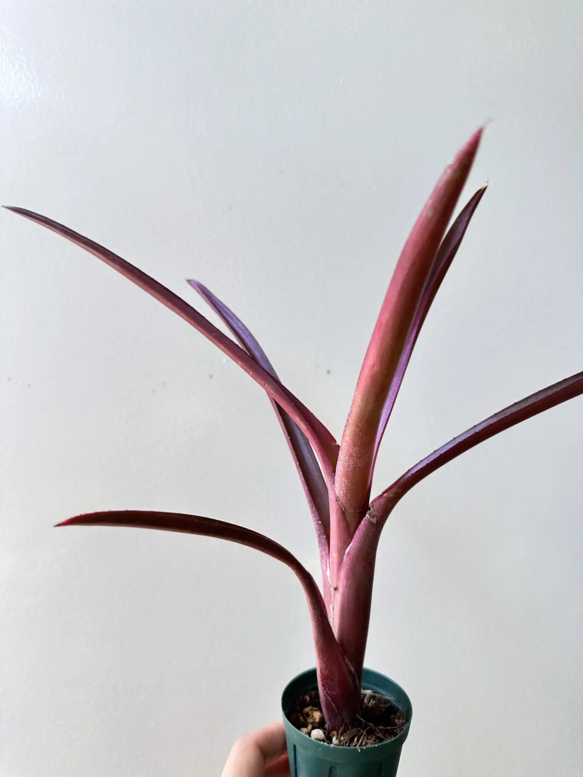 ネオレゲリア　バヒアナ