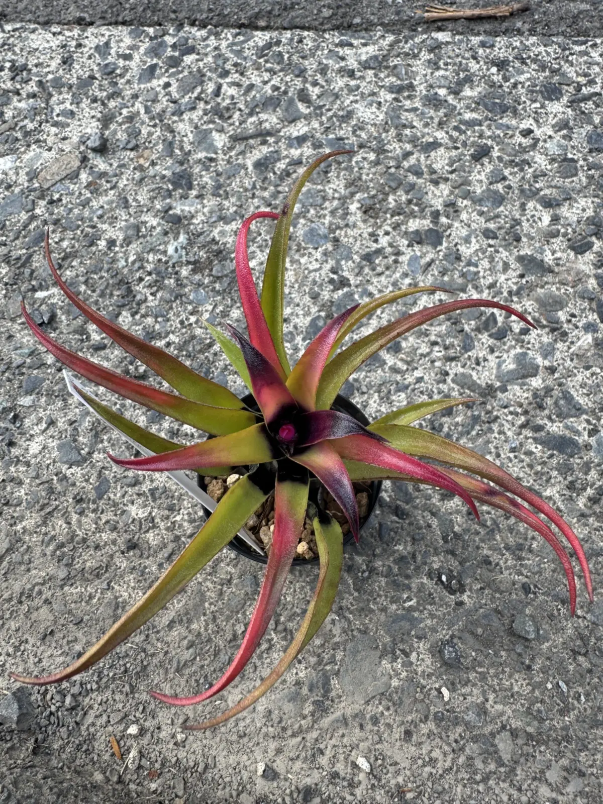 エクメア・レクルバータ・ベンラーティー ブラックフォーム