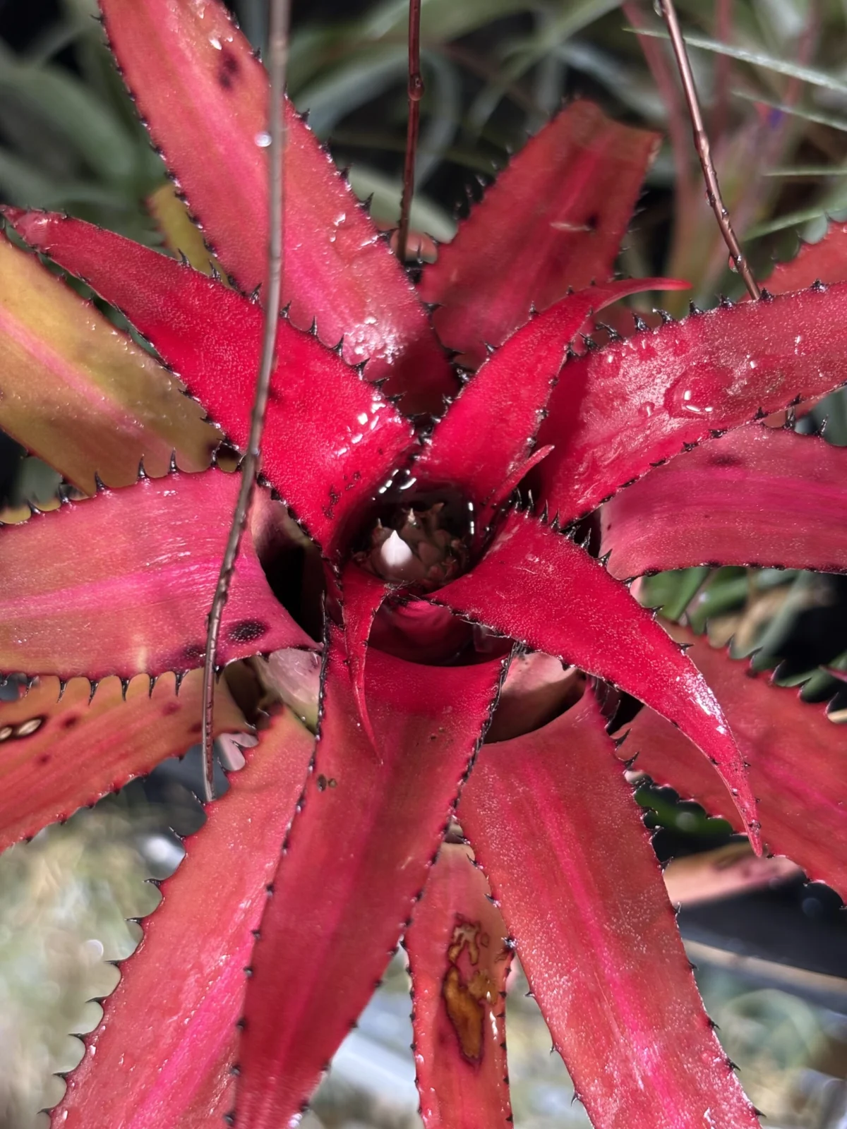 ハイラエアイカム ペンデュラ メディオピクタ 花芽