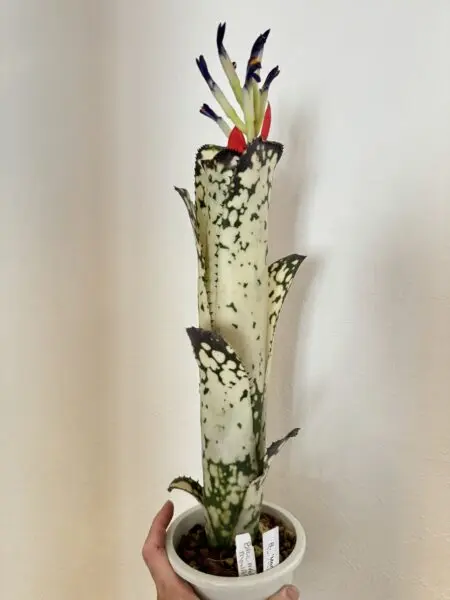 ビルベルギア　メリーモナーク